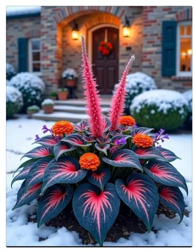 Hosta Bulbi- Resistenti al freddo e alla siccità,Bulbi di Hosta-8 Bulbi-A