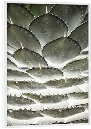 artboxONE Poster mit weißem Rahmen 18x13 cm Natur Agave Layers - Bild Agave Agave Plant Botanic