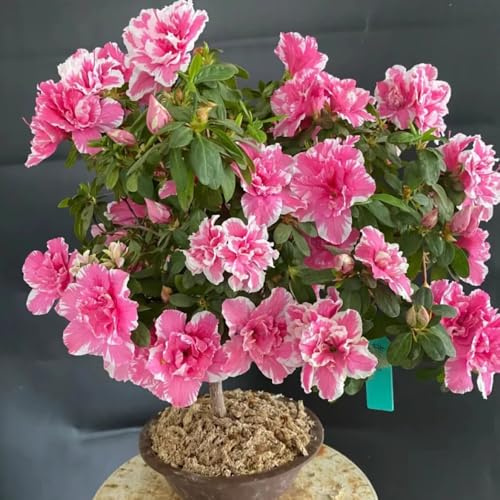 Semi di rododendro, arredamento del soggiorno decorative giardino rara rampicante Aiuole rialzate per il giardino d'appartamento esotiche 125pcs