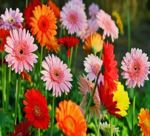 Lot de 100 nouvelles graines de marguerites fraîches et mélangées