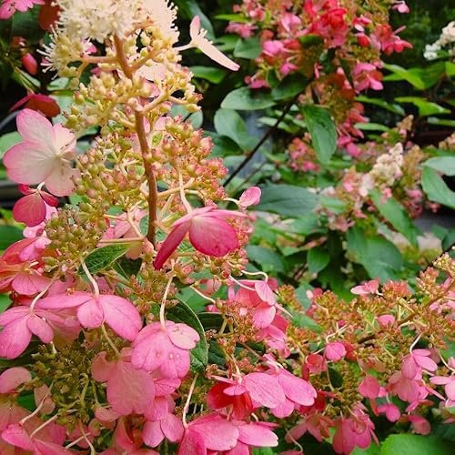 Rispenhortensie Wims Red® (S) Hydrangea paniculata rosa bordeaux rote Blüten