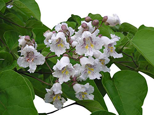 Trompetenbaum **Catalpa bignonioides** 50 Samen