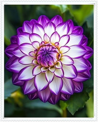 Mysteriöse magische Glühbirne, Winterhart pflanzen, Mehrjährige Blumenzwiebel ist winterhart, 2025 Blumenzwiebel Mix-6 Dahlien Zwiebeln-E