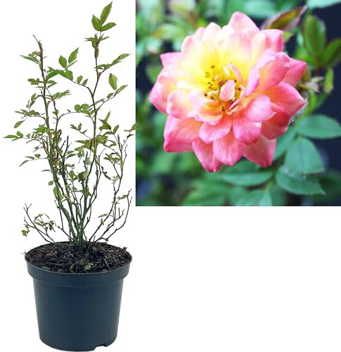 Rose mehrfarbig 3 Stück | Bodendeckerrose Rosa the Fairy Intragarten im Topf gewachsen Rosenbusch