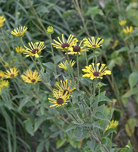 Schwachfilziger Sonnenhut Little Henry - Rudbeckia subtomentosa - lebende Gartenpflanze aus den Baumschulen