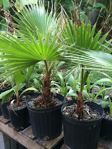 Mexican Fan Palm, 'Washingtonia robusta' (Small 8 - 12)