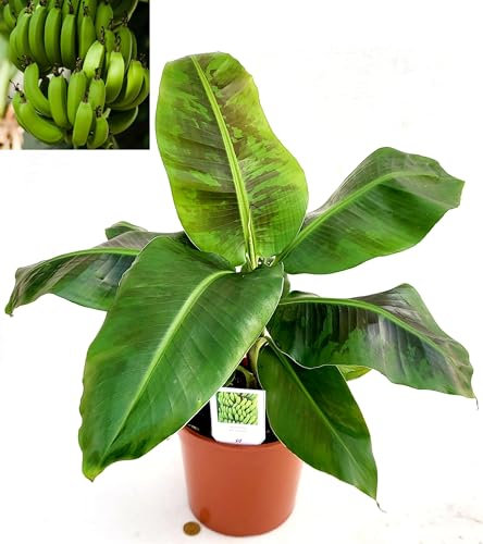 POWERS TO FLOWERS - BANANO PLATANO, VASO 18CM, PIANTA DEL BANANO, pianta vera