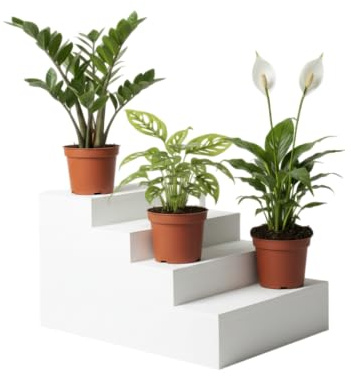 Kit DECOALIVE Hogar Natural Monstera Adansonii, Espatifilo y Zamioculcas Plantas Reales para un Ambiente Puro y Sereno