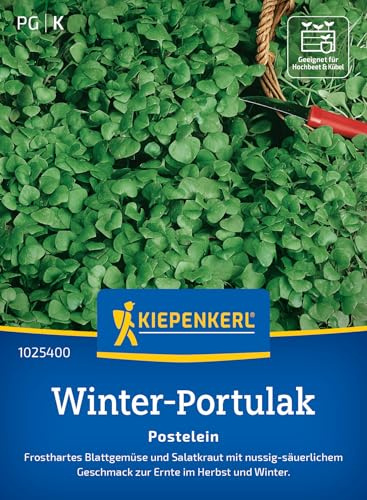 Kiepenkerl Portulaksamen Postelein 1025400, Gemüsesaat | Frostharte Winterportulak-Samen für kreative Gerichte, Inhalt für 15-20 laufende Meter