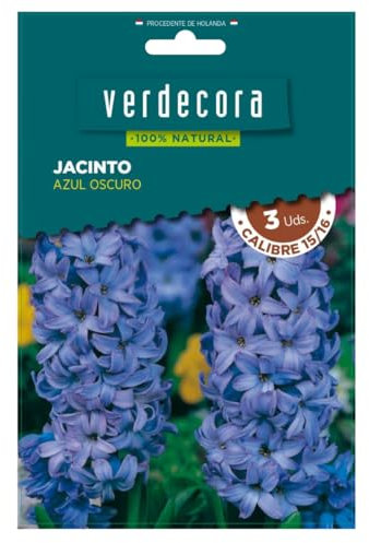 Verdecora Bulbos de Jacinto Azul Oscuro (3 uds) | Hyacinthus orientalis | Floración en Primavera | Ideal para Jardines y Macetas | Flores Aromáticas y Coloridas (PORTES INCLUIDOS)