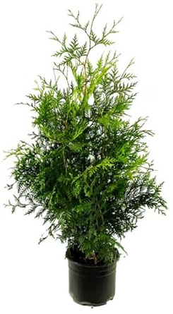 Thuja Seto Natural Resistente para Jardines y Paisajes de Exterior