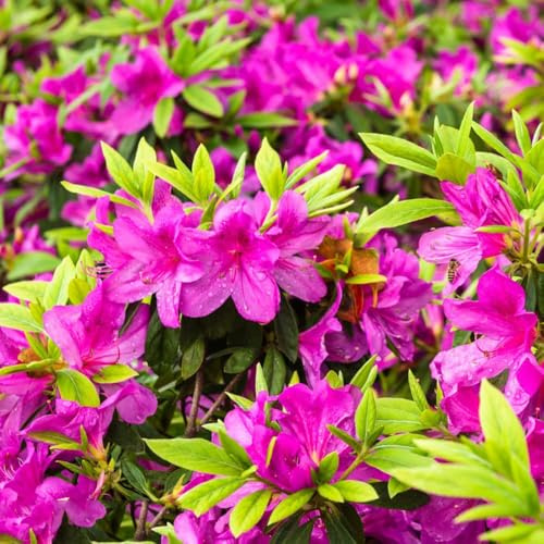 semillas rododendro semillas del balcon decoración - serie de raras - azalea resistentes, balcón 150pcs