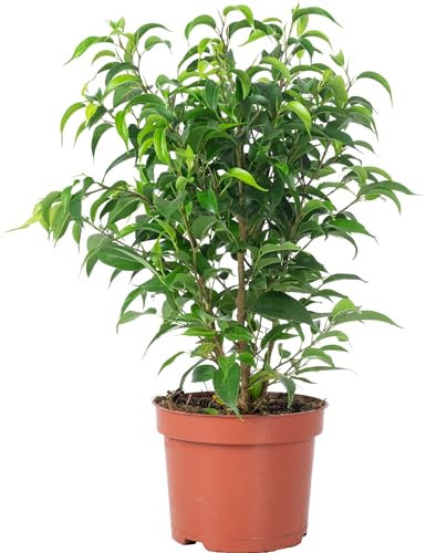 Birkenfeige 'Natasja' verzweigt - pflegeleichte Zimmerpflanze, Ficus benjamini - Höhe ca. 30 cm, Topf-Ø 12 cm