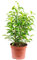 Birkenfeige 'Natasja' verzweigt - pflegeleichte Zimmerpflanze, Ficus benjamini - Höhe ca. 30 cm, Topf-Ø 12 cm