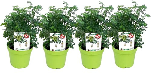 DECOALIVE Ruda Planta Antimosquitos - Pack de 4 Unidades - Hierbas Repelentes de Insectos Naturales