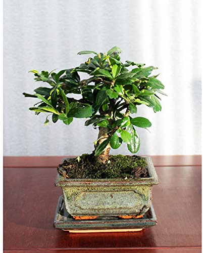 Evergreen Indoor Bonsai Tree in Ceramic Pot planter - easy care HousePlant Variety Carmona Fukien Tea plant in 12cm Pot
