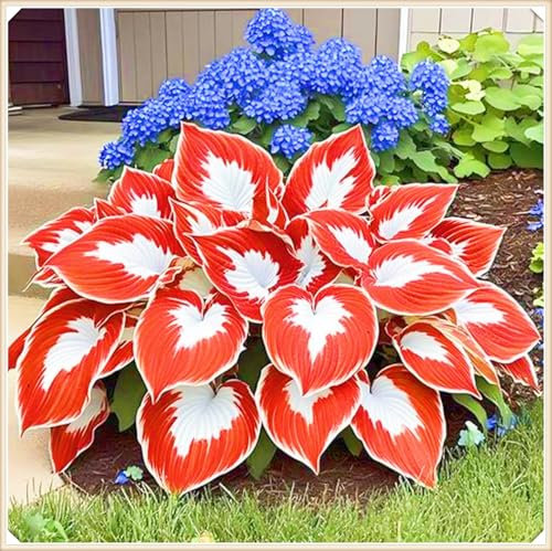 Rapid Growth Easy Planting Hostas Plants UK Garden Flowers Wedding Flowers-4Bulbs-a