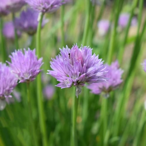 semillas de cebollino perenne - jardín orgánicas resistentes raras cobertura del suelo 500pcs