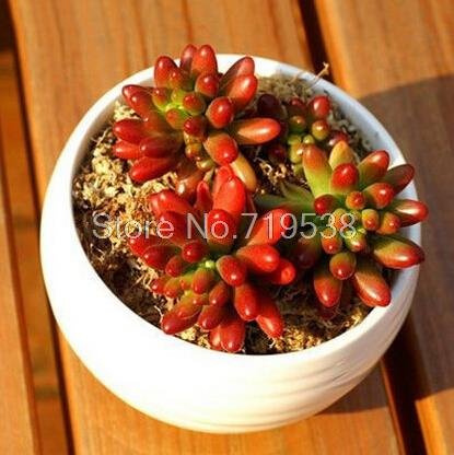 Graines De Plantes Succulentes Sedum Pour Un Beau Jardin Paquet De 100 Graines
