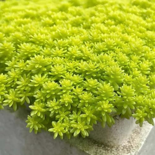 semillas de siempreviva suculenta jardín interior de exóticas perennes jardín suculentas interior 400pcs