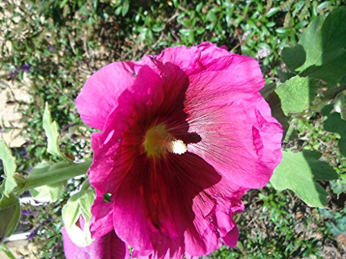 50 X Cerise Hollyhock Seeds - Garden Flower Patio Borders Plants Seeds