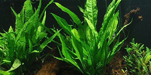 Java Fern - Live aquarium plant