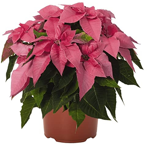 Flor de Pascua de Color Rosa DECOALIVE Planta de Navidad con Flores Rosas Poinsettia Planta Natural de Interior y Exterior