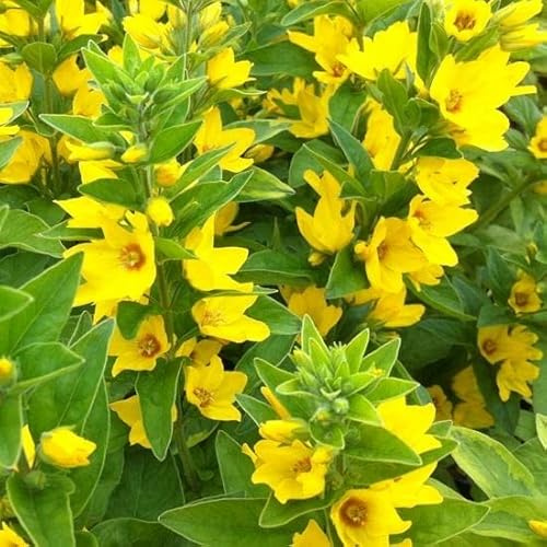 6x Gilbweiderich - Lysimachia punctata - Topf 9x9cm - Gelbe Blütenstaude