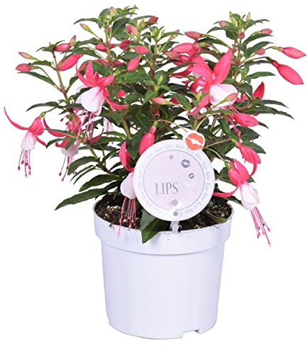 Fucsia Natural Planta Primaveral Una Increíble Opción para un Regalo Único y Especial