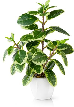 PASCH® Kamelia inomhusväxt konstgjord (29 cm) i vit keramikkruka: Konstväxter som äkta | konstgjorda växter i kruka | falsk växt | konstgjorda krukväxter | konstgjorda blommor i kruka