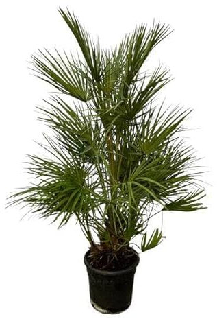 Chamaerops Humilis – Grüne Zwergpalme – Zimmerpflanze – Ø24cm – Höhe ca. 130cm – Mediterrane Palme für Wohnzimmer, Wintergarten, Balkon und Terrasse