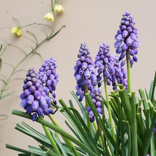 Hyazinthen, seltene blumendeko Hyacinthus orientalis, topfpflanzen draußen winterhart kübelpflanzen frühblüher 3Zwiebeln