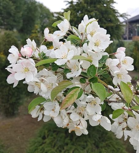 Zierapfel `Evereste´, mehrtriebige Pflanze im 5L-Topf, 60-100cm groß
