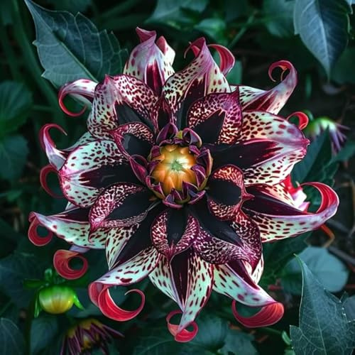 Raro Dalia bulbi,piante Resistenti perenni,bulbi da fiore a fioritura,adatti per la semina immediata,Dalia pianta vera(non artificiali)-2 bulbi-C