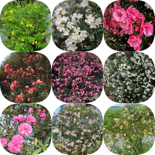 semillas de adelfa - resistentes jardines de rocas semillas silvestres con resistentes exótico Decoraciones jardín 8pcs