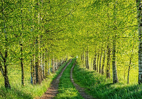 wandmotiv24 Fototapete Birkenwald Wege Bäume Gräser, 300 x 210 cm - selbstklebende Vliestapete 150g, Wanddeko, Wandbild, Wandtapete, Birken Wald Pfade Wiese M5837