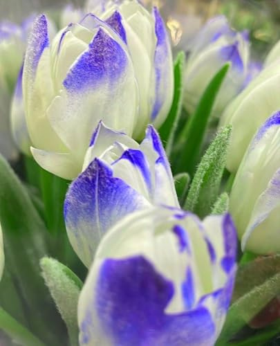 Winterhart pflanzen,Luftreinigung, Lebende Pflanzen,Mysteriöse magische Glühbirne, Blumenzwiebel Mix, Mehrjährige winterhart-3 Seltene tulpen zwiebeln