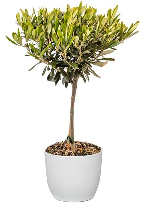 Bonplants Alberello di Ulivo Vero, Olea Europaea, Pianta Longeva e Simbolica, Vaso 17 cm, h 60 cm (Vaso Bianco)