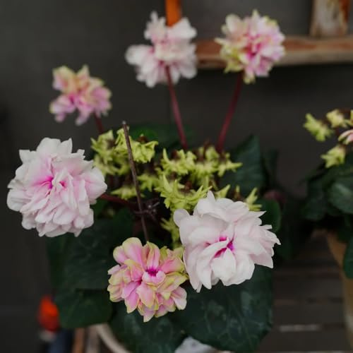 semi resistenti di ciclamino balcone, ciclamino to perenni, decorazione autunnale da giardino roccioso resistenti, 90pcs