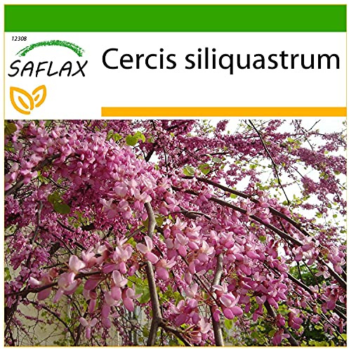 SAFLAX - Älskar Träd/Hjärtaträd - 60 Frön - Med pottsubstrat för bättre odling - Cercis siliquastrum