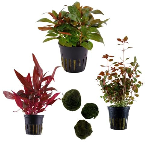 Sahawa Aquarienpflanzen-Set, 3-6 Topfpflanzen, Anubias, Farn, Stengelpflanzen, Mooskugeln, 5 cm Töpfe (Nr. 13 3 Pflanzen)