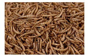 ZooMenu Getrocknete Mehlwürmer Mealworm Fischfutter, Reptilien, Teichfische 10630 10 kg