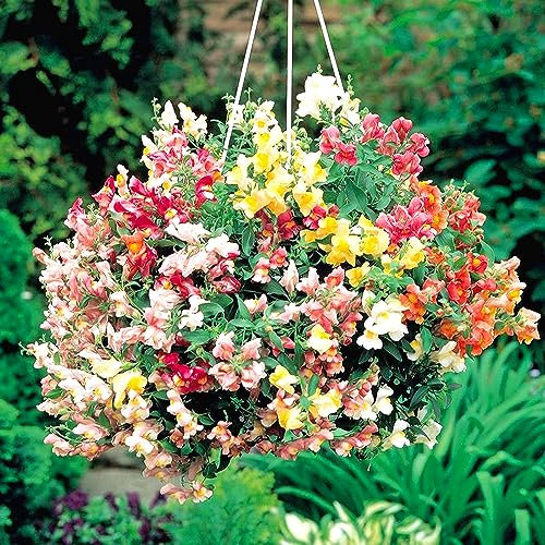 Welldales 100 Mixed Dwarf Snapdragon Seeds UK Mini Antirrhinum Tom Thumb Garden Flower