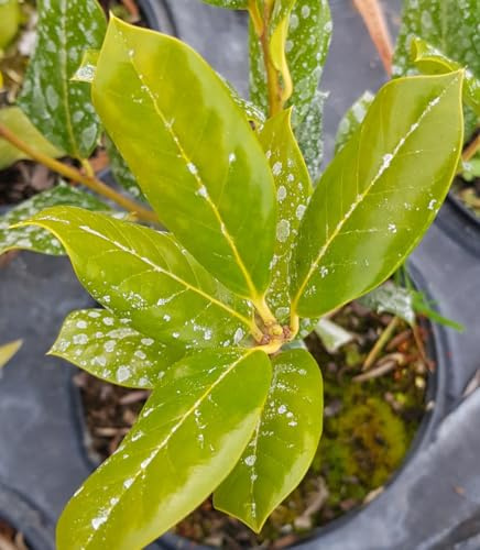 Ilex x meserveae 'Heckenstar'® / Houx arbustif Mâle/Conteneur de 2 à 2.9 litres/Arbuste