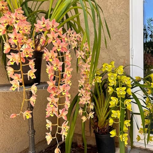 Bellissimo Rizoma Di Cymbidium Orchidea, Resistenti Al Freddo E Alla Siccità, Facile Da Coltivare, Adatte Per La Decorazione Di Giardini-10 Rizoma-F