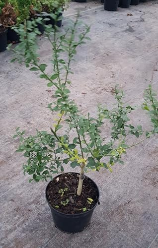 Citrus australasica 'Pink Crystal' greffé sur Poncirus trifoliata/Citronnier caviar 'Pink Crystal' / Conteneur de 2 à 2.9 litres/Touffe