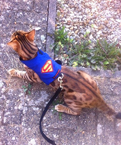 Mynwood Cat Jacke /Geschirre Superman Erwachsene Katze ausbruchsicher