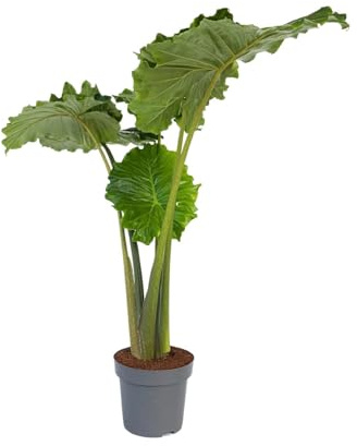Plant in a Box - Alocasia 'Portodora' - XXL Zimmerpflanze - Topf 32cm - Höhe 110-120cm