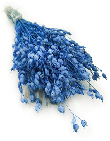 Enchanted Trockenblumen Dekogras Silene Aufgeblasenes Leimkraut Getrocknetes Gras Ziergras Natürlich Deko Blau