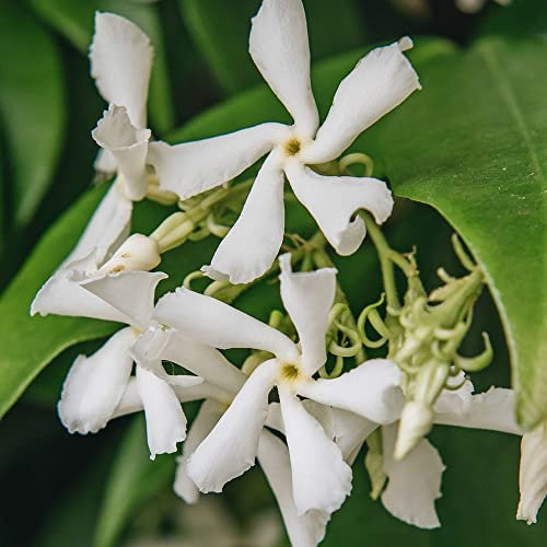Trachelospermum Jasminoides Star Jasmine Evergreen Climber Outdoor Garden Plant in 5L Pot